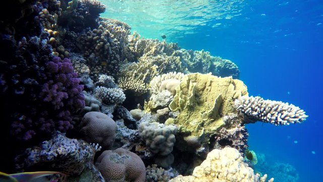 Ocean, Tropical fish and coral reef. Underwater life in the ocean. Colorful corals and fish.