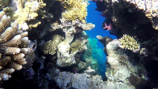 Diving. Tropical fish and coral reef. Underwater life in the ocean. Colorful corals and fish.