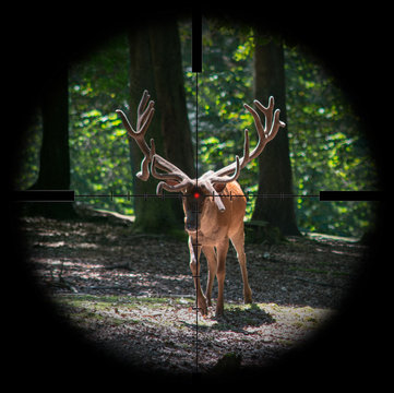 Deer, antler, target