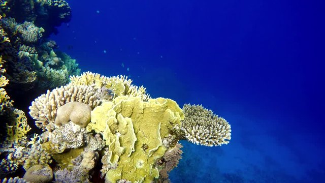 Tropical fish and coral reef. Underwater life in the ocean. Colorful corals and fish.