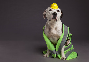 Pit Bull Dog Modeling Safety Clothing