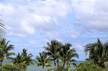 Fototapeta na wymiar Coconut tree and clouds sky nature background