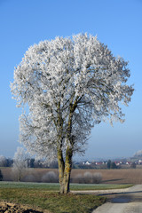 Mit Raureif &uuml;berzogener Baum in himmelblauer Winterlandschaft