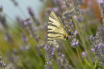 Segelfalter saugt Nektar an einer Lavendelblüte