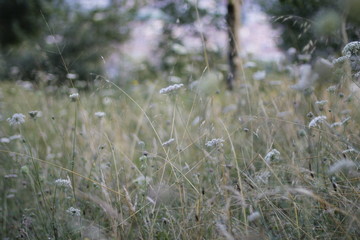 Campo