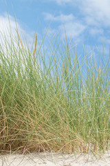 Grass at the beach