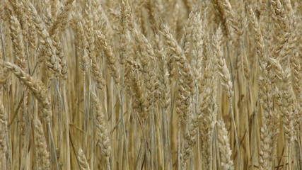 Fototapeta premium 小麦畑