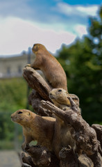 Groundhog Mountain 