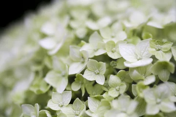 Deurstickers Hydrangea hydrangea white green tint closeup flower, floral background, summer backdrop