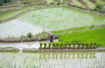 An unidentified man working hard in rice fields in Yuanyang, Yunnan, China