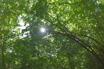 Fototapeta premium Wald mit Sonne