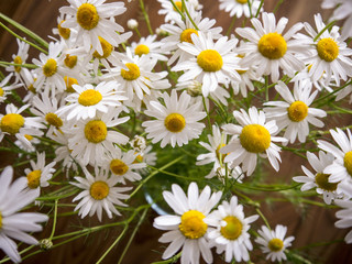 Bunch of Matricaria flowers in green leaves top view on dark wood background
