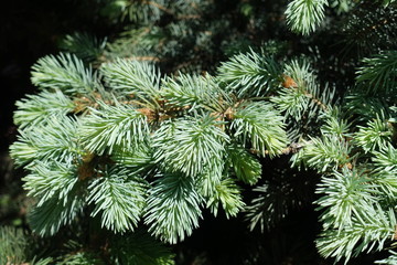 Waxy grey green leaves of white spruce
