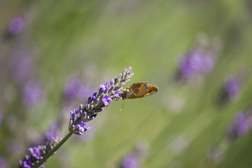 Maniola jurtina on Lavandula Flower