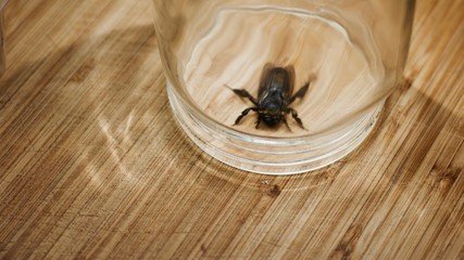 Wild beetle in kitchen