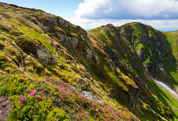Carpathian Rhododendron at the time of flowering.