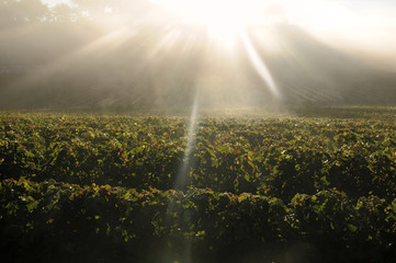 Dawn in the vineyards of Bordeaux, France