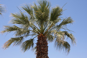 Naklejka premium Close up of palm tree against a clear blue sky