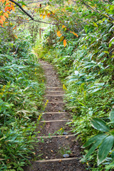 Dirt hiking path in forest