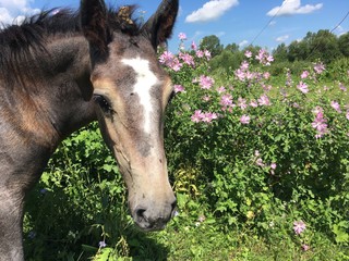 портрет жеребенка на фоне цветужего луга