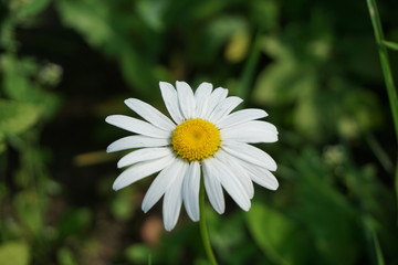 Fototapeta premium Camomile