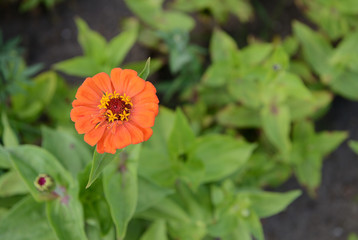 Bright flower in a summer garden close up