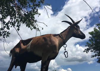 коза рогатая на фоне неба