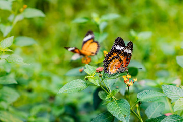 Butterfly on flowers