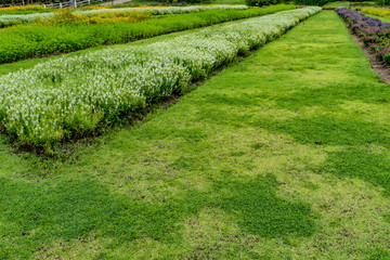 Flowers bed with green grass