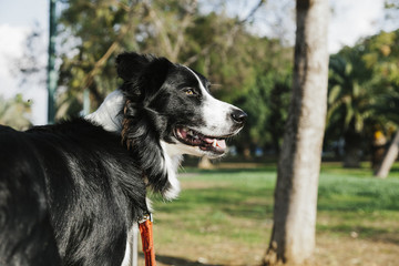 Border Collie Dog Outdoors