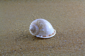 sea shell on the sand