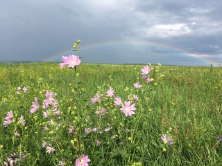 радуга над цветущим полем. Алтай