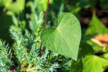 Birthwort poisonous climbing plant