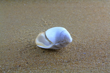 sea shell on the sand