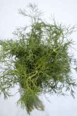 Dill Küchenkraut und Heilpflanze