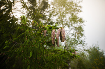 coniferous forest
