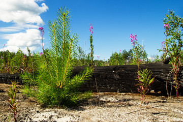 The young pine on the sandy soil in a burn forest. Russia, Siberia.
