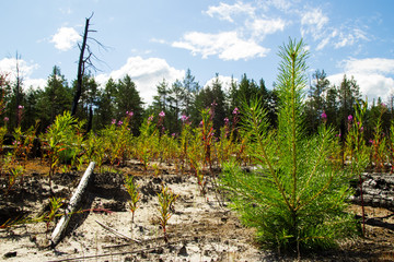 The young pine on the sandy soil in a burn forest. Russia, Siberia.