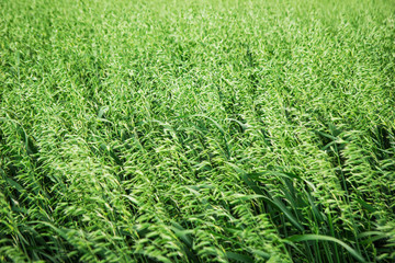 A field of the green ears of wheat in a windy weather. Russia, Siberia.