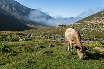 Brown cow on mountain pasture. Brown cow at a mountain pasture in summer. Cows on fresh green grass of a mountain village.