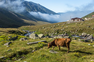 Fototapeta na wymiar Brown cow on mountain pasture. Brown cow at a mountain pasture in summer. Cows on fresh green grass of a mountain village.