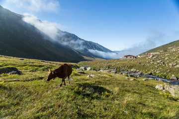 Brown cow on mountain pasture. Brown cow at a mountain pasture in summer. Cows on fresh green grass of a mountain village.