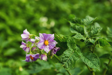 The light lilac flowers of potato on a green background in a sunny day. Russia, Siberia.