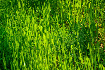 Juicy grass on sunny day