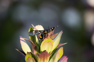 Amata phegea on Leaves