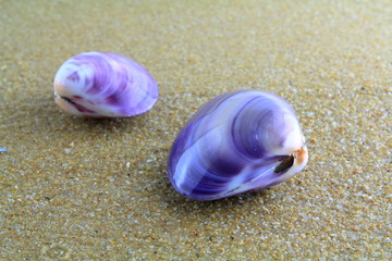 sea shell on the sand