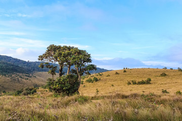 Scenic path in Horton Plains