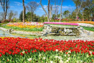 Traditional Tulip Festival in Emirgan Park, a historical urban park located in the Sariyer district of Istanbul, Turkey. Tourists visit and spend the weekend.ISTANBUL/TURKEY- APRIL 15,2017