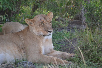 Lion in grass in Kenya