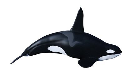 Obraz premium 3D Rendering Orca Killer Whale on White